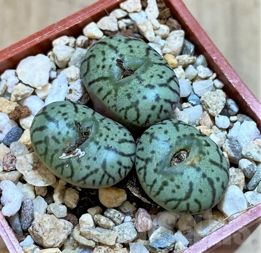 SHPR36453 Conophytum obcordellum