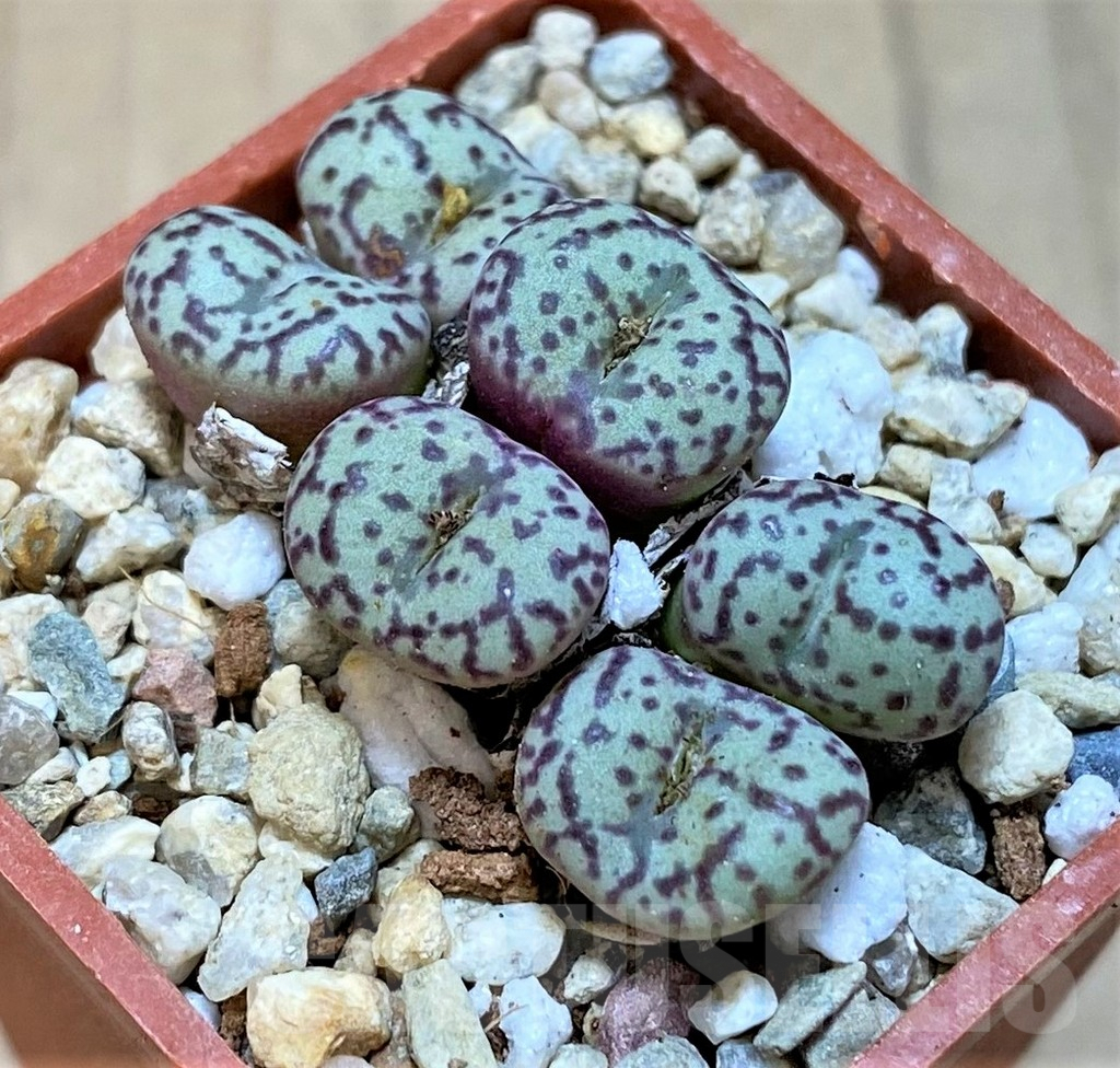 SHPR36454 Conophytum obcordellum