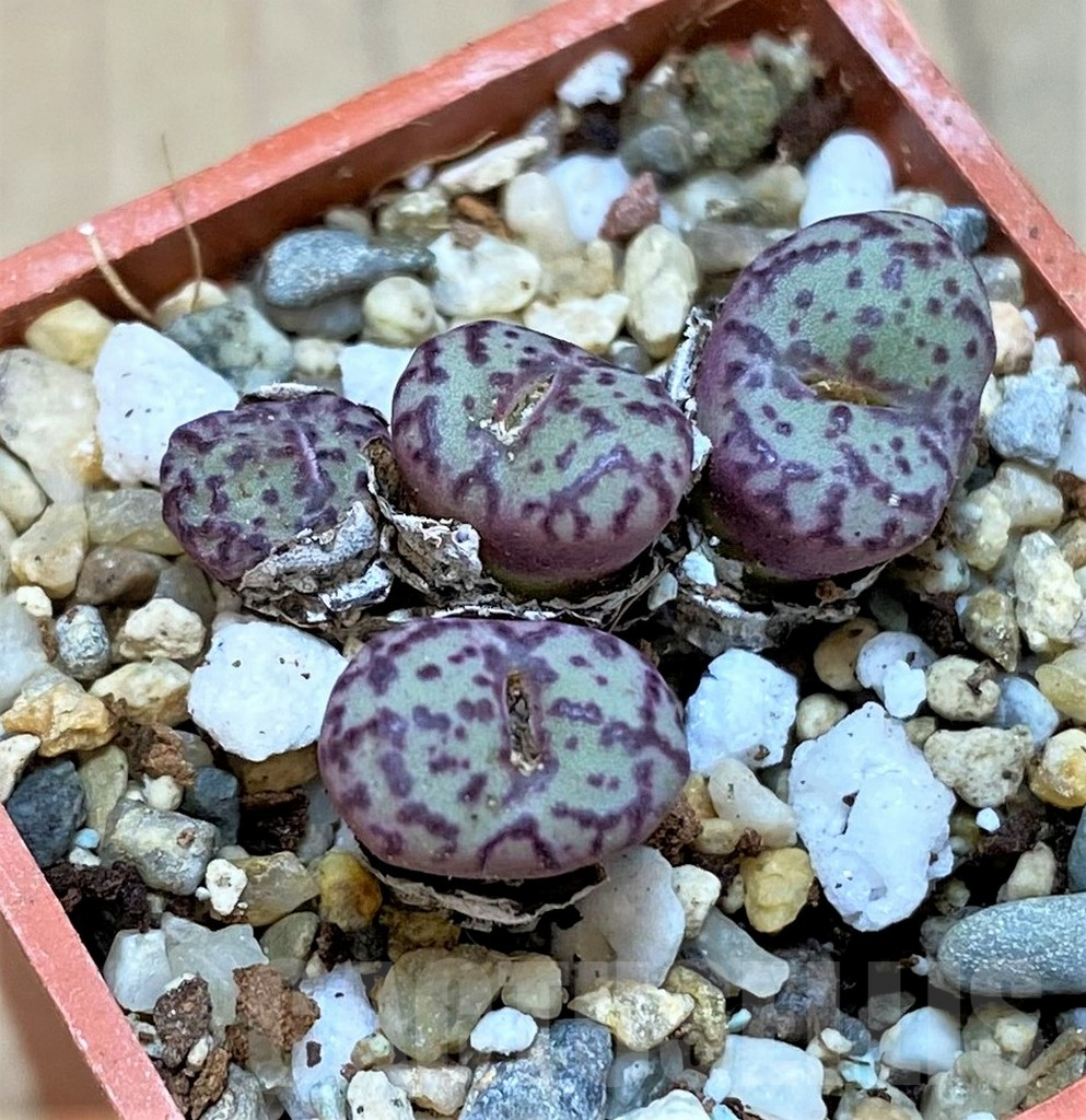 SHPR36455 Conophytum obcordellum