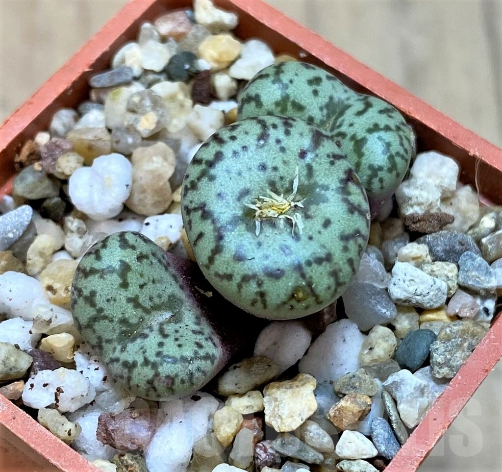SHPR36456 Conophytum obcordellum - Зображення 2