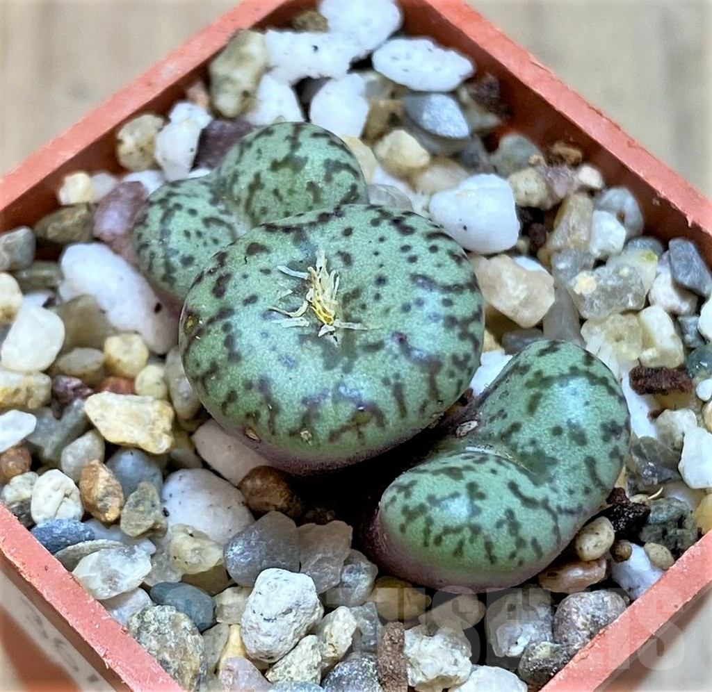 SHPR36456 Conophytum obcordellum