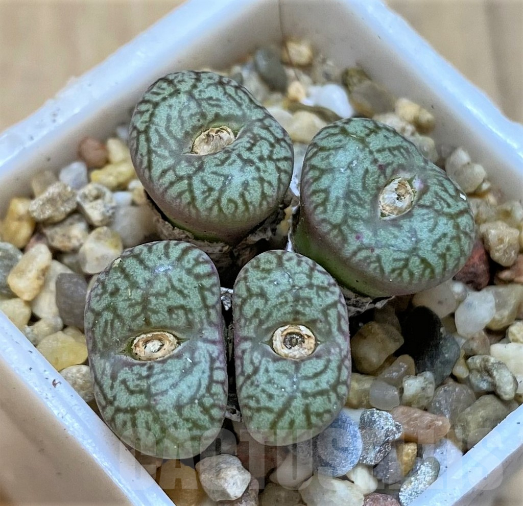 SHPR36457 Conophytum obcordellum