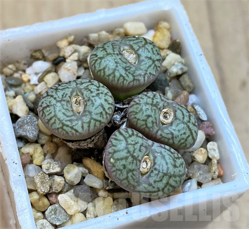 SHPR36457 Conophytum obcordellum - Obrázek 2