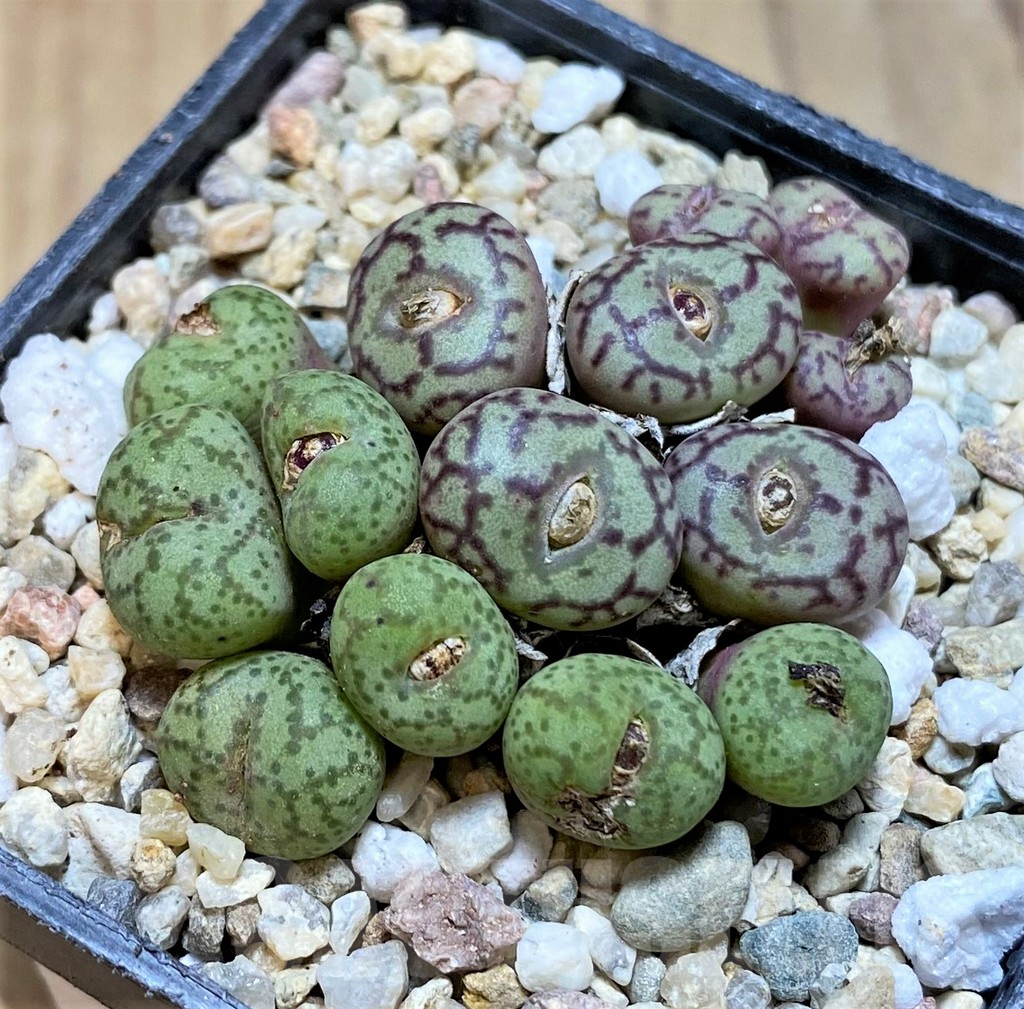 SHPR36460 Conophytum obcordellum mix, seedling