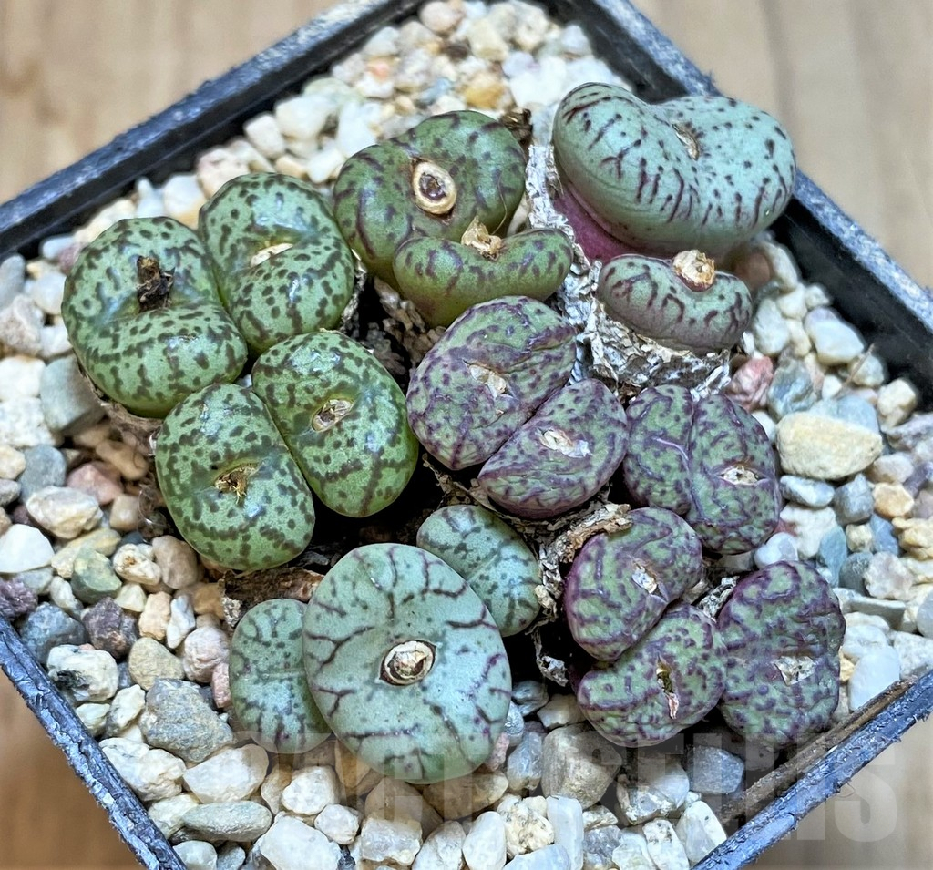 SHPR36461 Conophytum obcordellum mix, seedling - Зображення 2