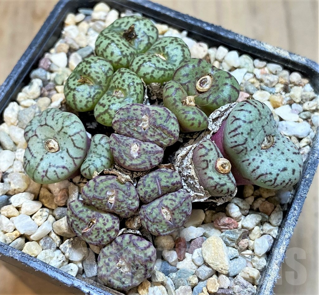 SHPR36461 Conophytum obcordellum mix, seedling