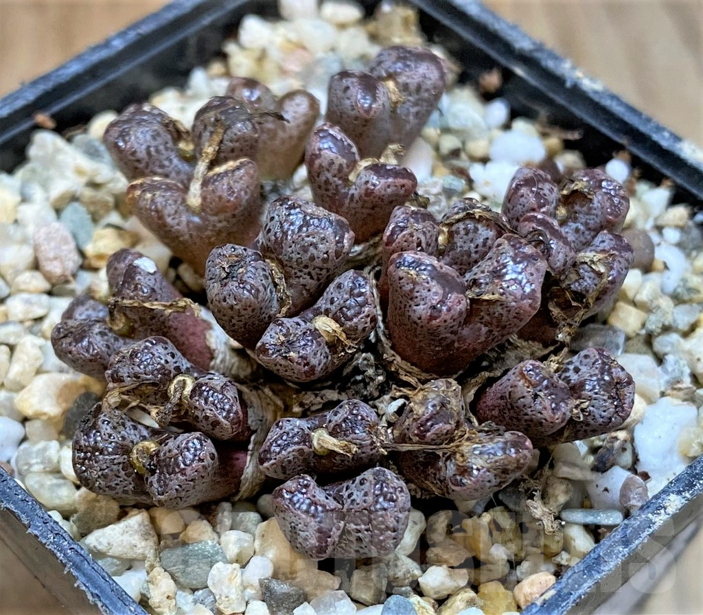 SHPR36465 Conophytum pellucidum -Select form-