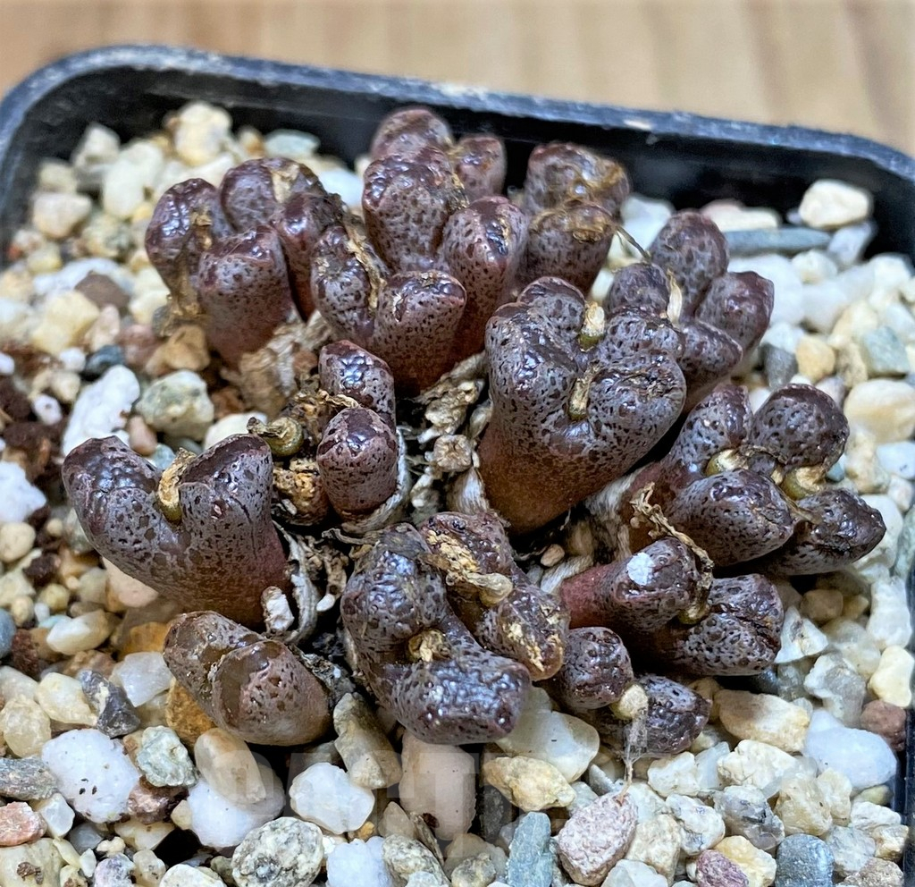 SHPR36465 Conophytum pellucidum -Select form- - Imagen 2