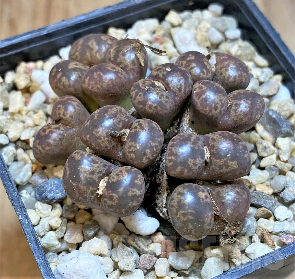 SHPR36466 Conophytum pellucidum -Select form-