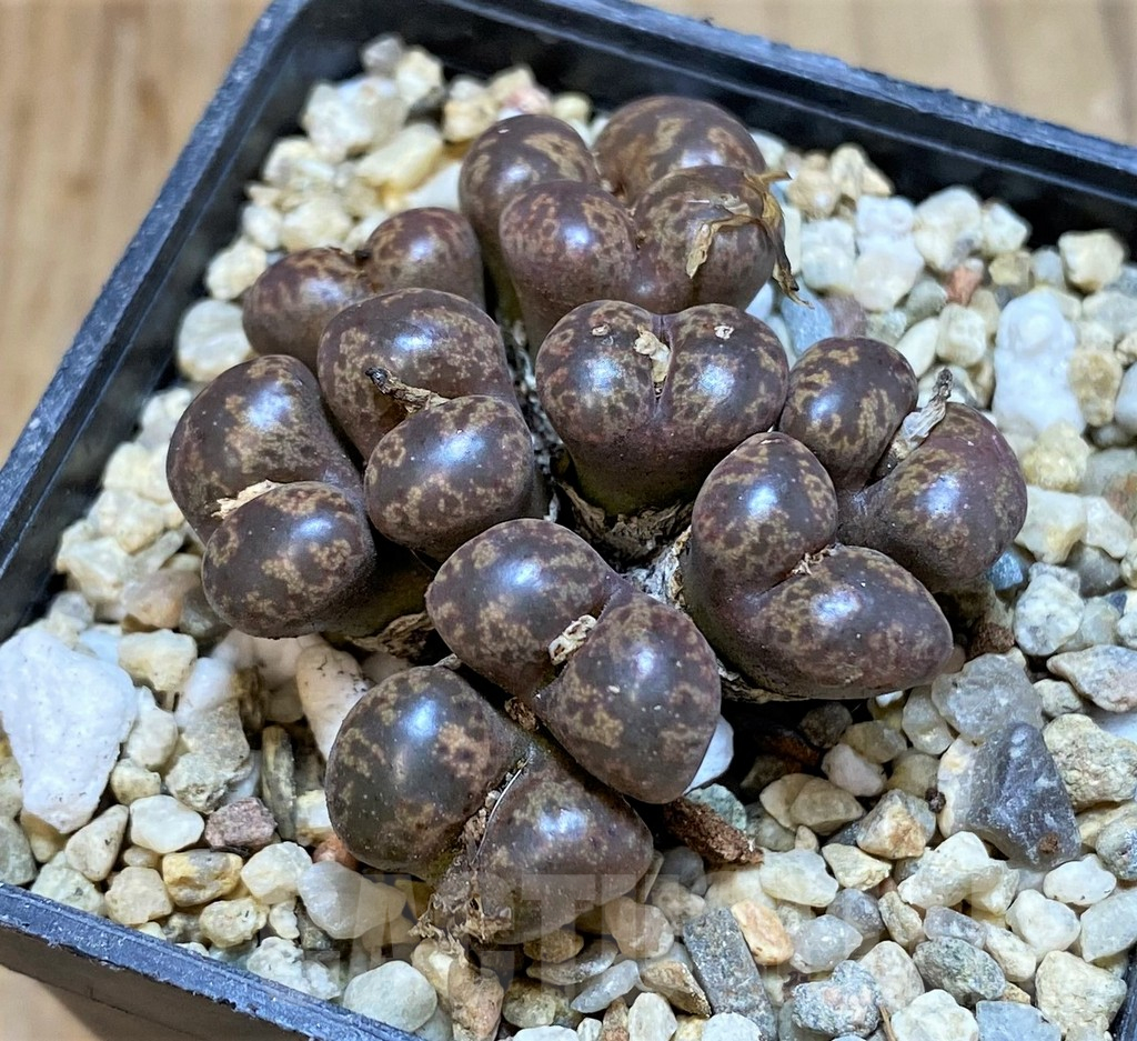 SHPR36466 Conophytum pellucidum -Select form- - Imagen 2