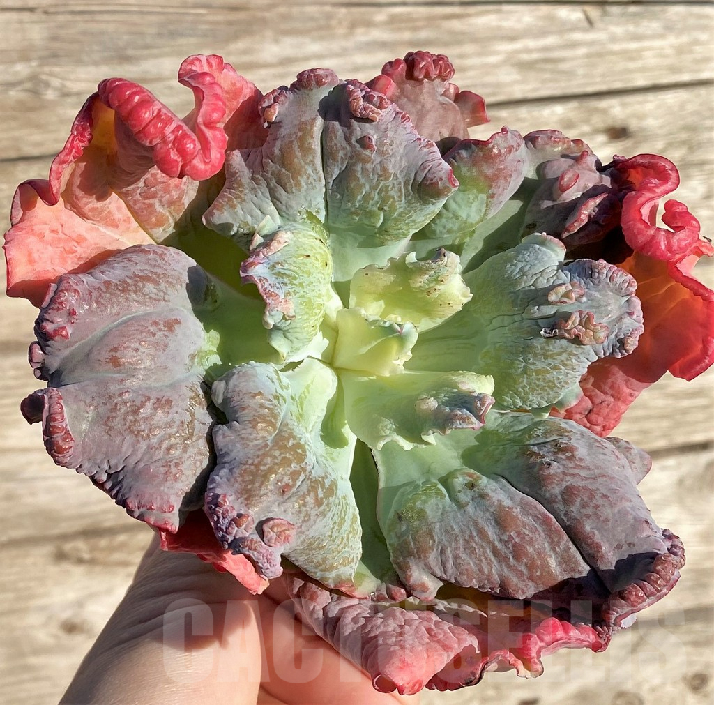 SHPR36412 Echeveria 'Etna'