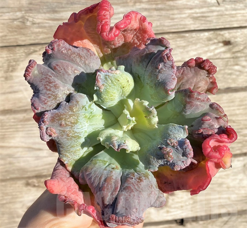 SHPR36412 Echeveria 'Etna' - Obrázek 2