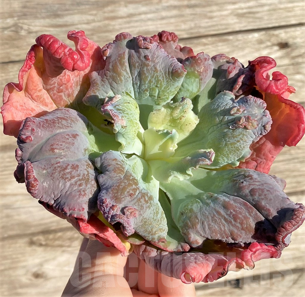 SHPR36412 Echeveria 'Etna' - Obrázek 3