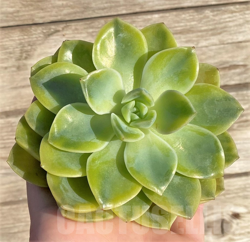 SHPR36413 Echeveria 'Harry Watson' f. variegata