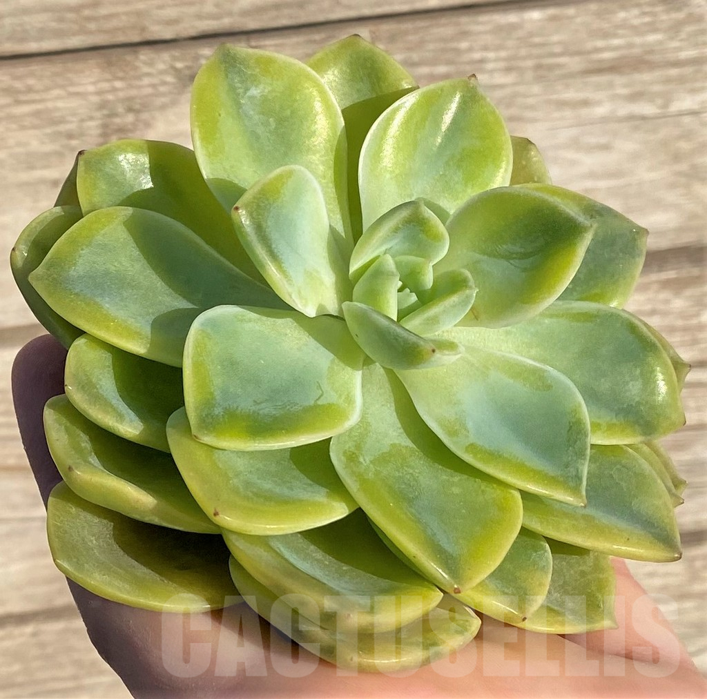 SHPR36413 Echeveria 'Harry Watson' f. variegata - Obrázek 2