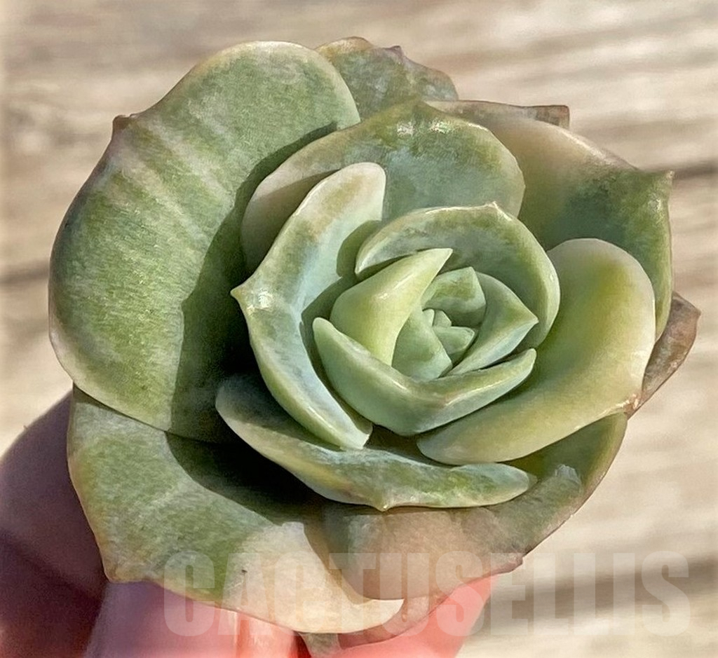 SHPR36414 Echeveria 'Lovely rose' white color f. variegata - Image 2