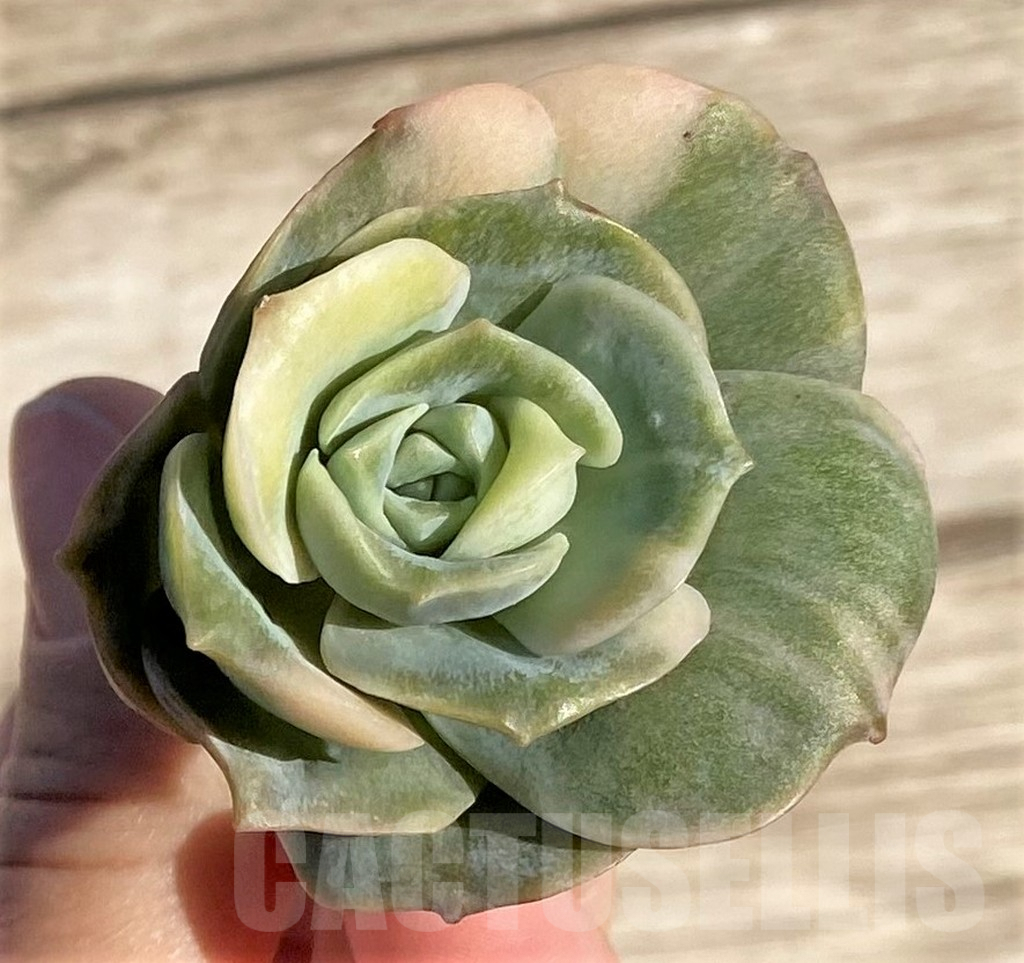 SHPR36414 Echeveria 'Lovely rose' white color f. variegata