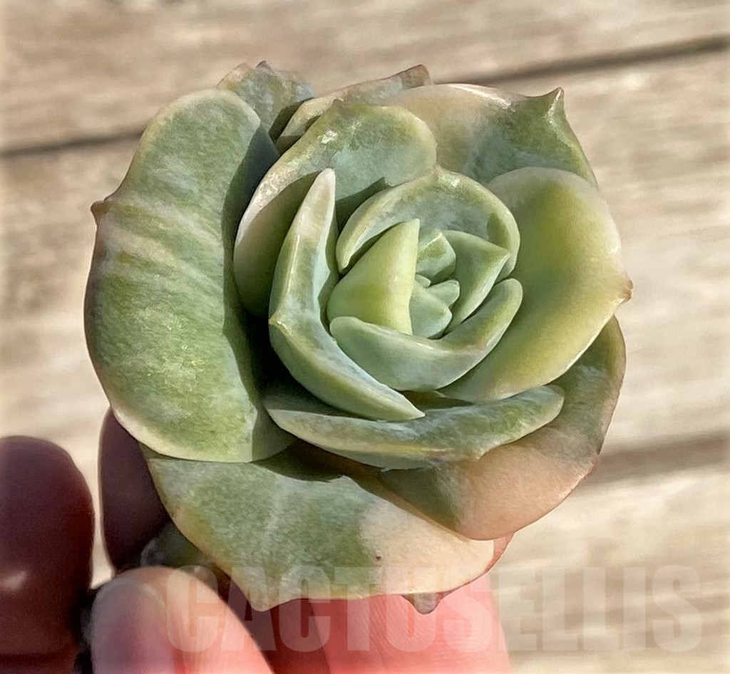 SHPR36414 Echeveria 'Lovely rose' white color f. variegata - Image 3