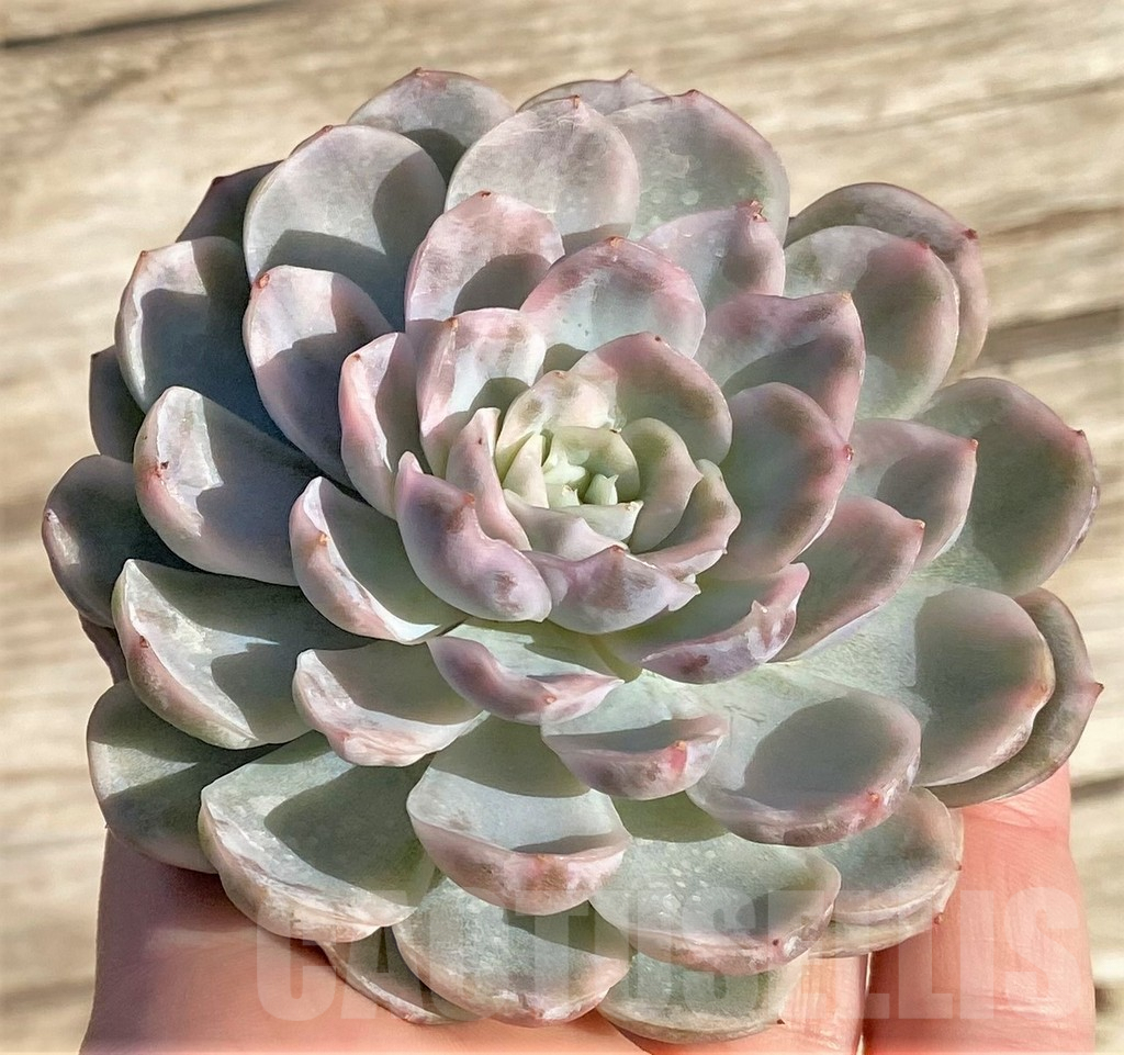 SHPR36415 Echeveria 'Mexican Snowball' f. variegata