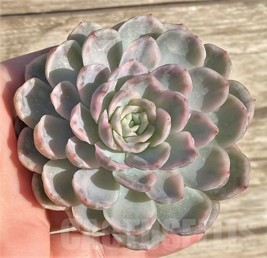 SHPR36415 Echeveria 'Mexican Snowball' f. variegata – Image 2