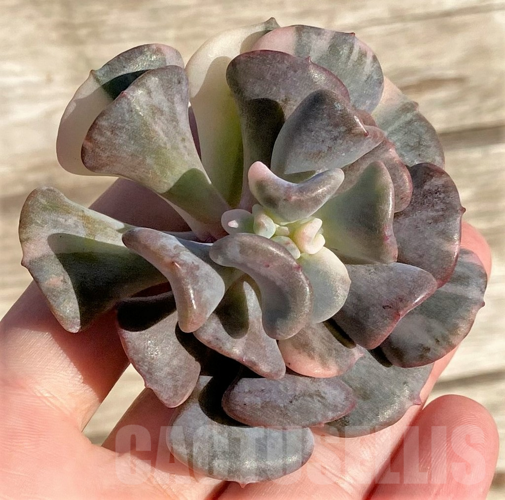 SHPR36417 Echeveria ‘Snow Elf’ f. variegata - Image 3