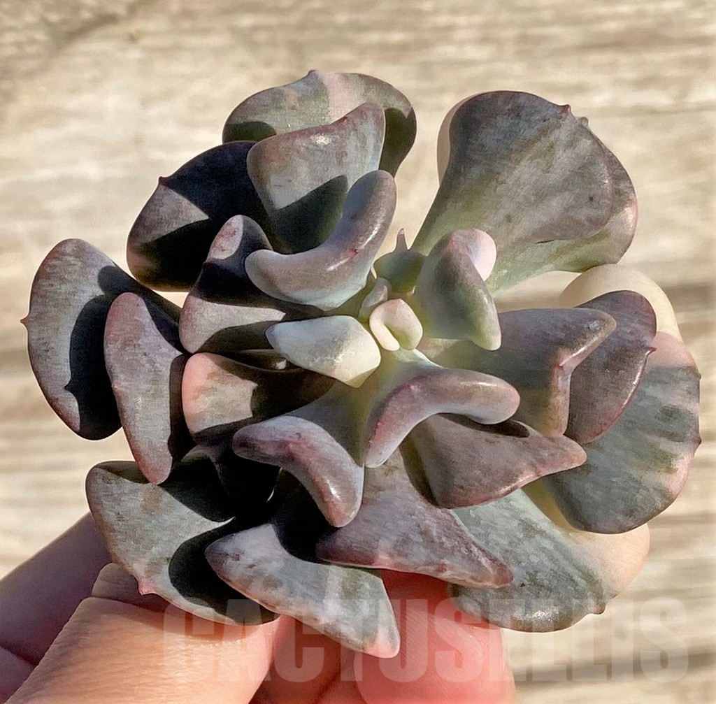 SHPR36417 Echeveria ‘Snow Elf’ f. variegata - Image 2