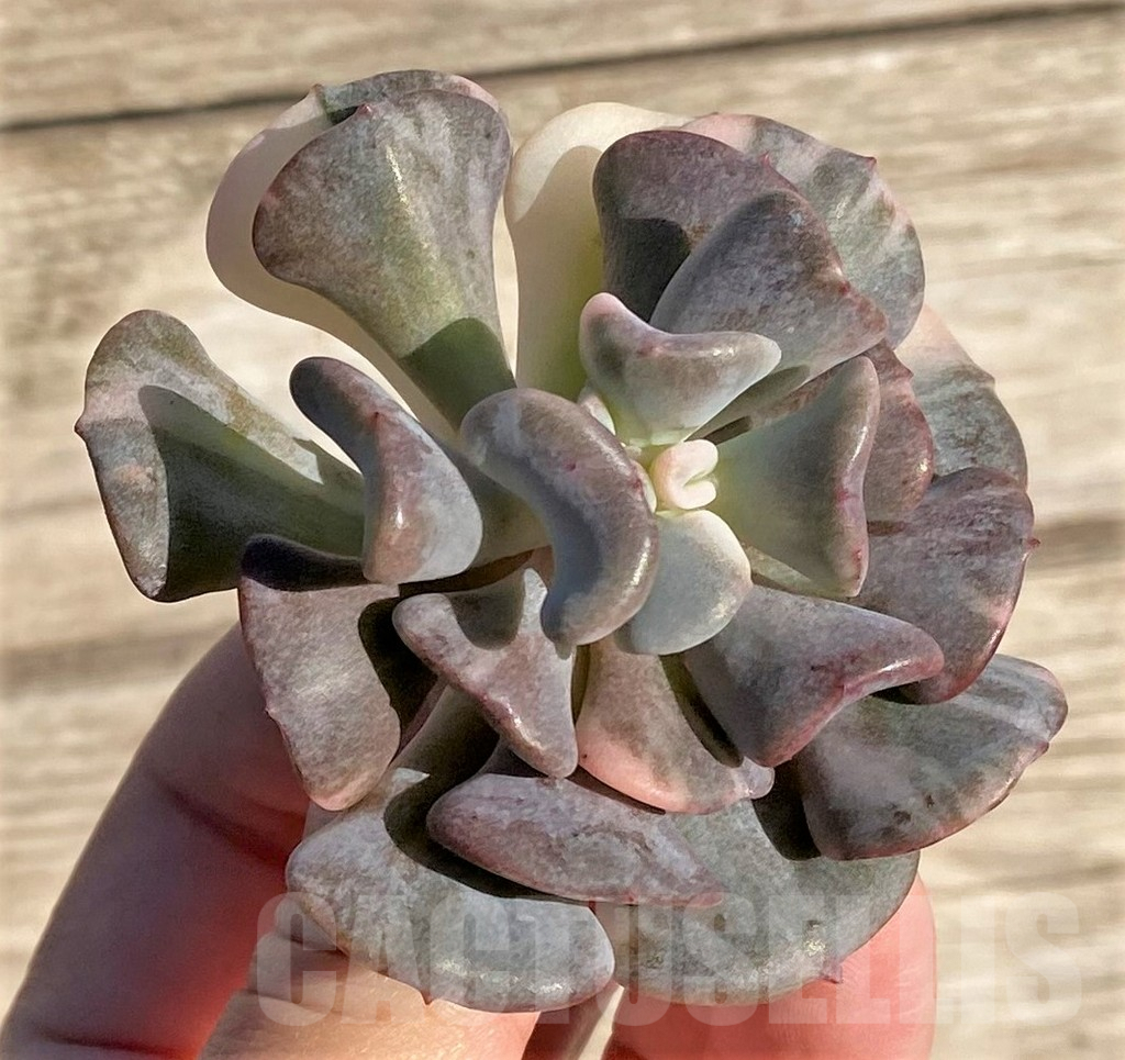 SHPR36417 Echeveria ‘Snow Elf’ f. variegata