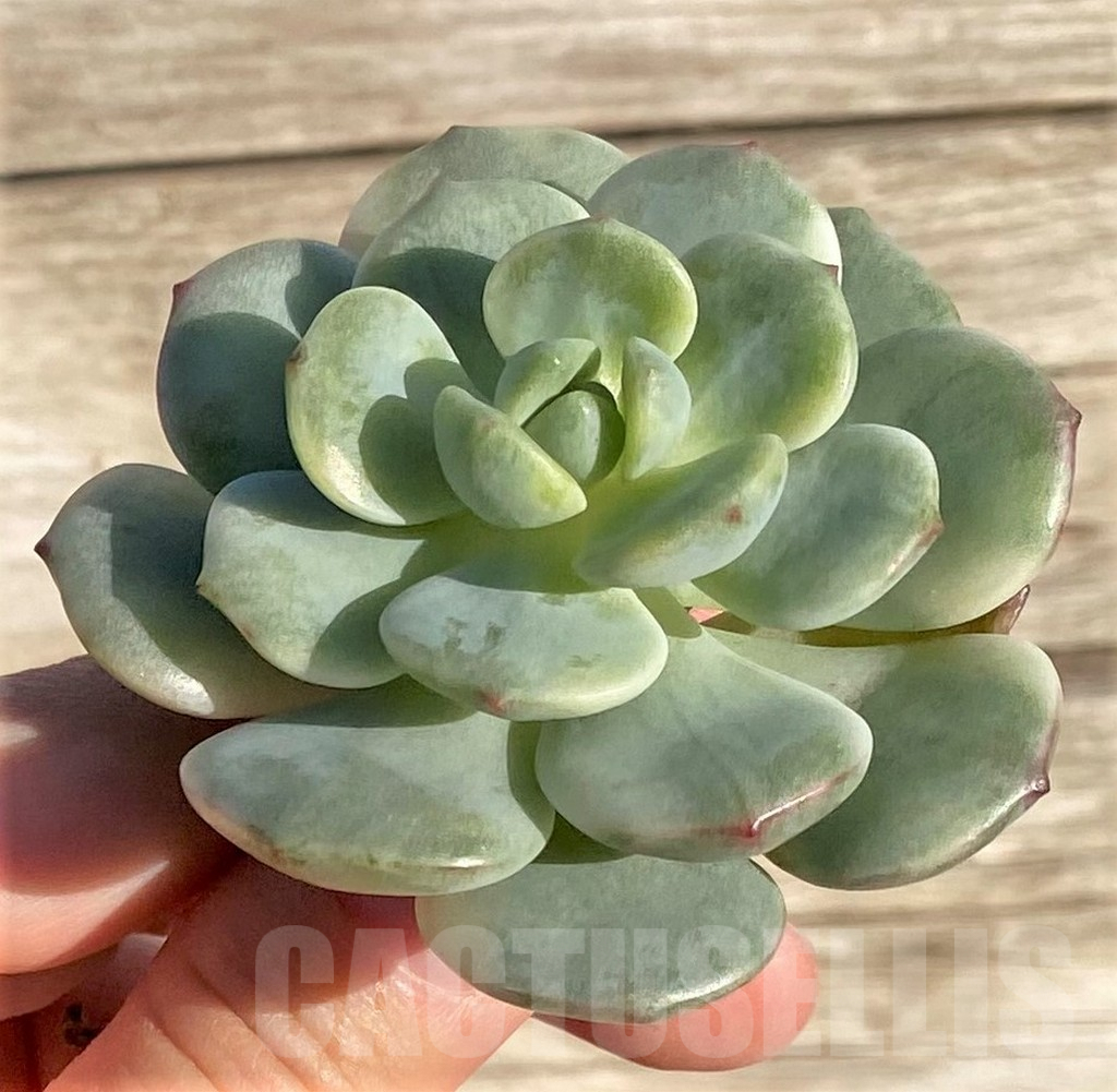 SHPR36419 Echeveria 'Vanilla Bees' - Image 2