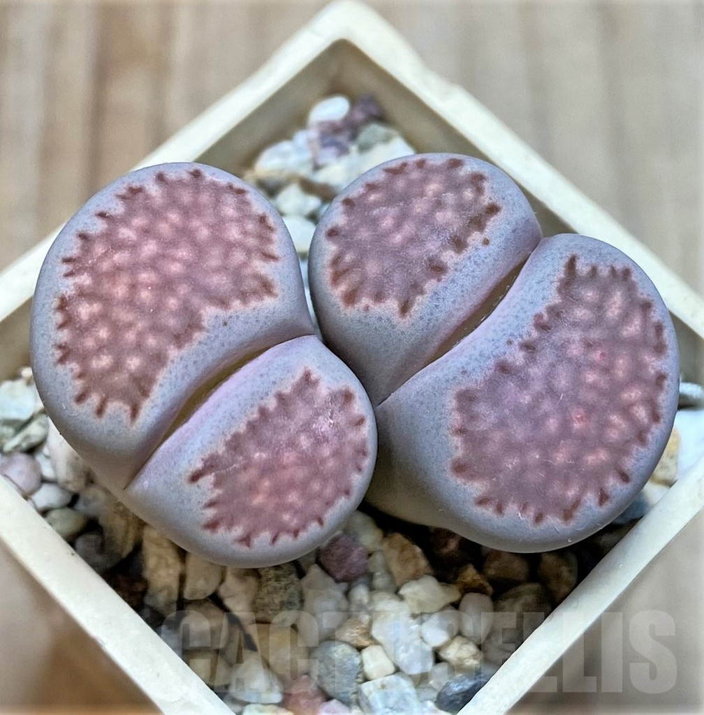 SHPR36420 Lithops salicola ‘Sato’s Violet’ x julii ‘Kikushogiyoku’