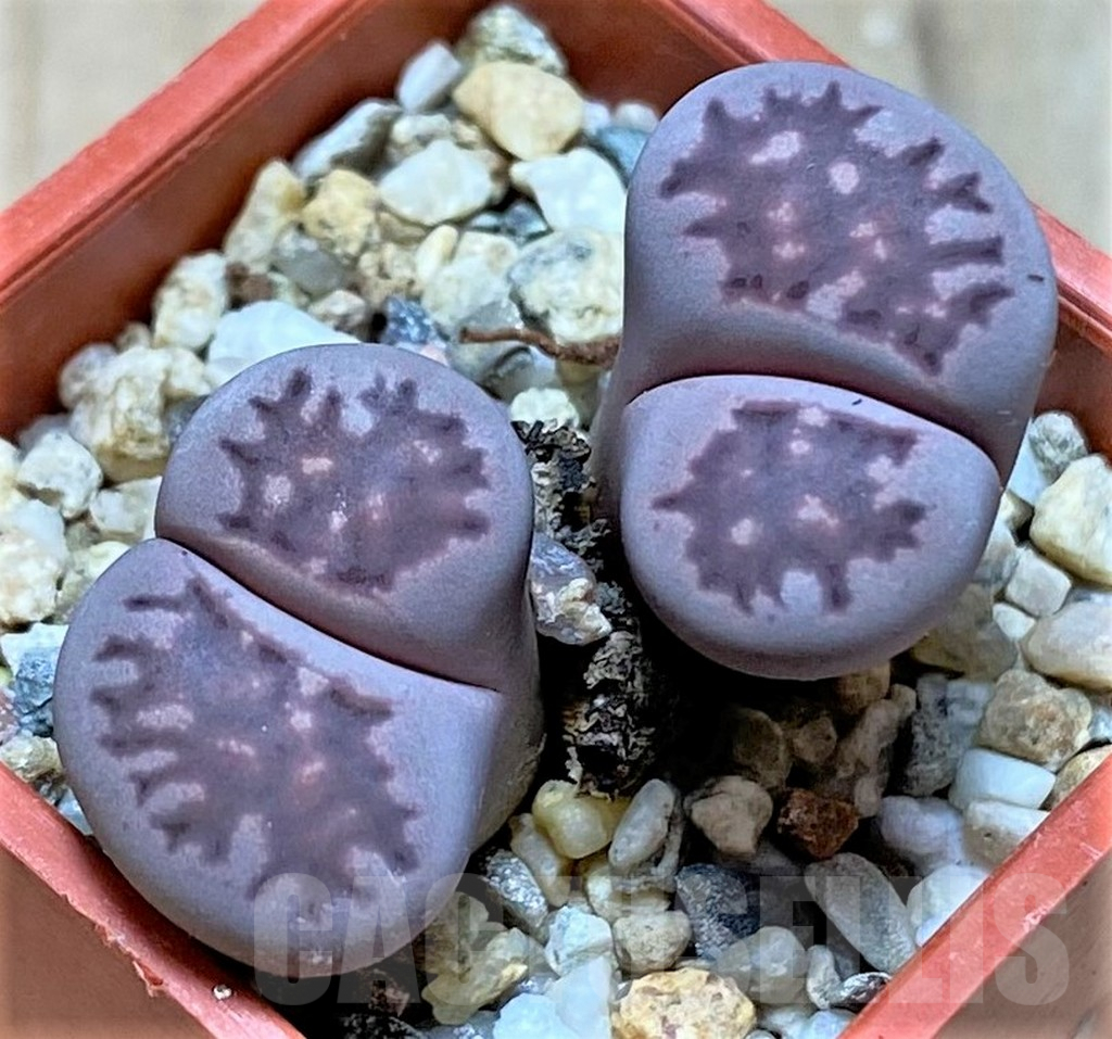 SHPR36423 Lithops salicola ‘Sato’s Violet’ x julii ‘Kikushogiyoku’