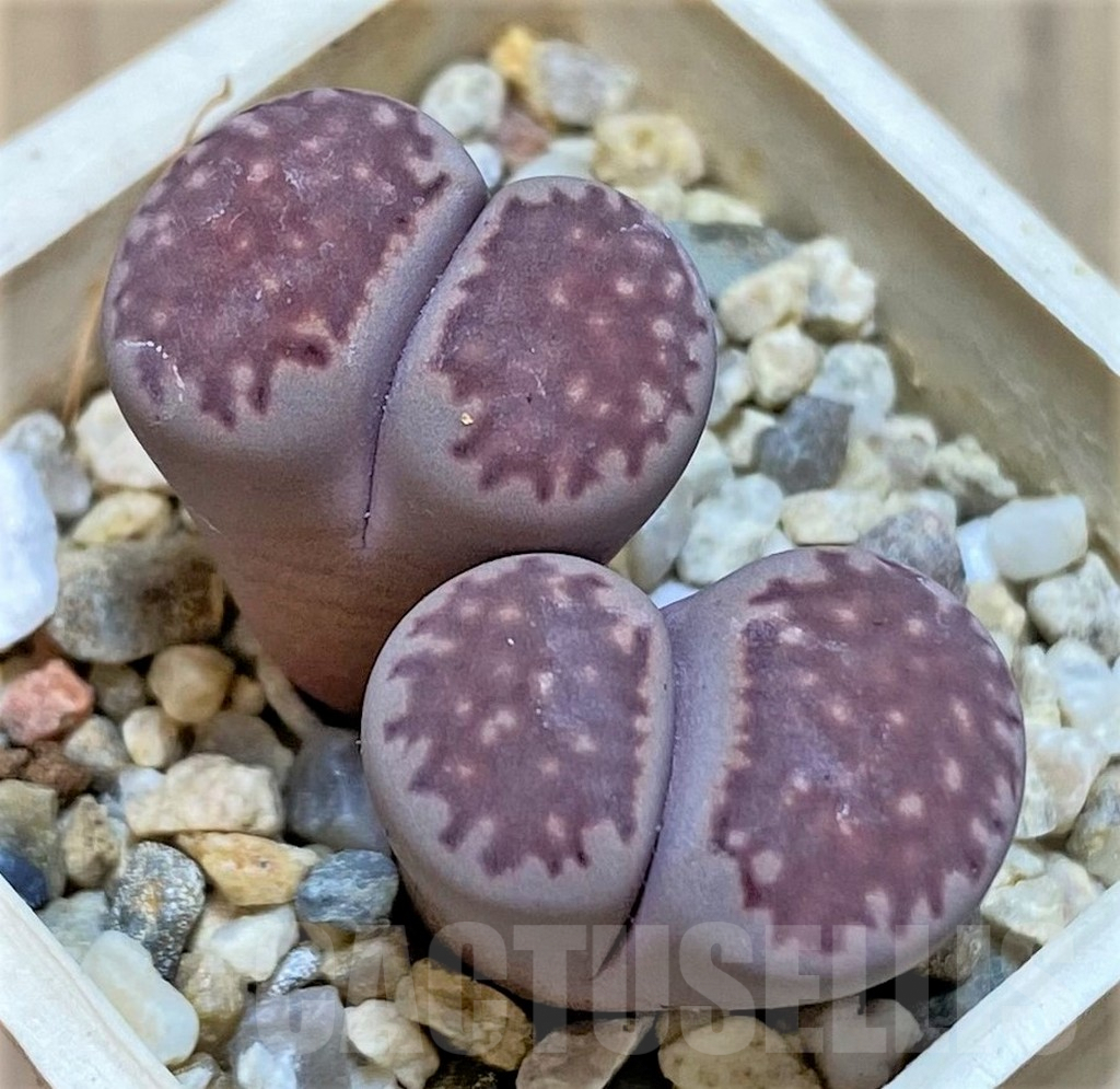 SHPR36424 Lithops salicola ‘Sato’s Violet’ x julii ‘Kikushogiyoku’