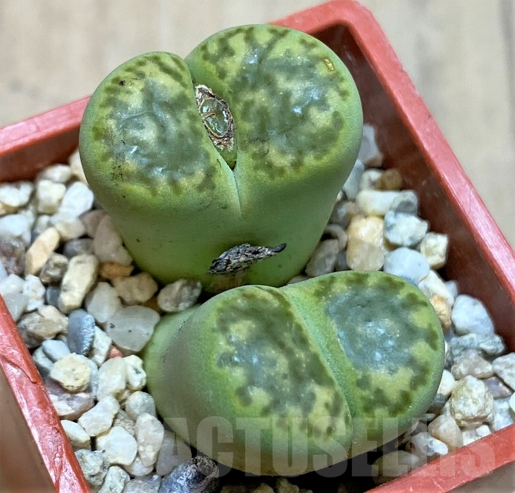 SHPR36425 Lithops bromfieldii 'Sulphurea'