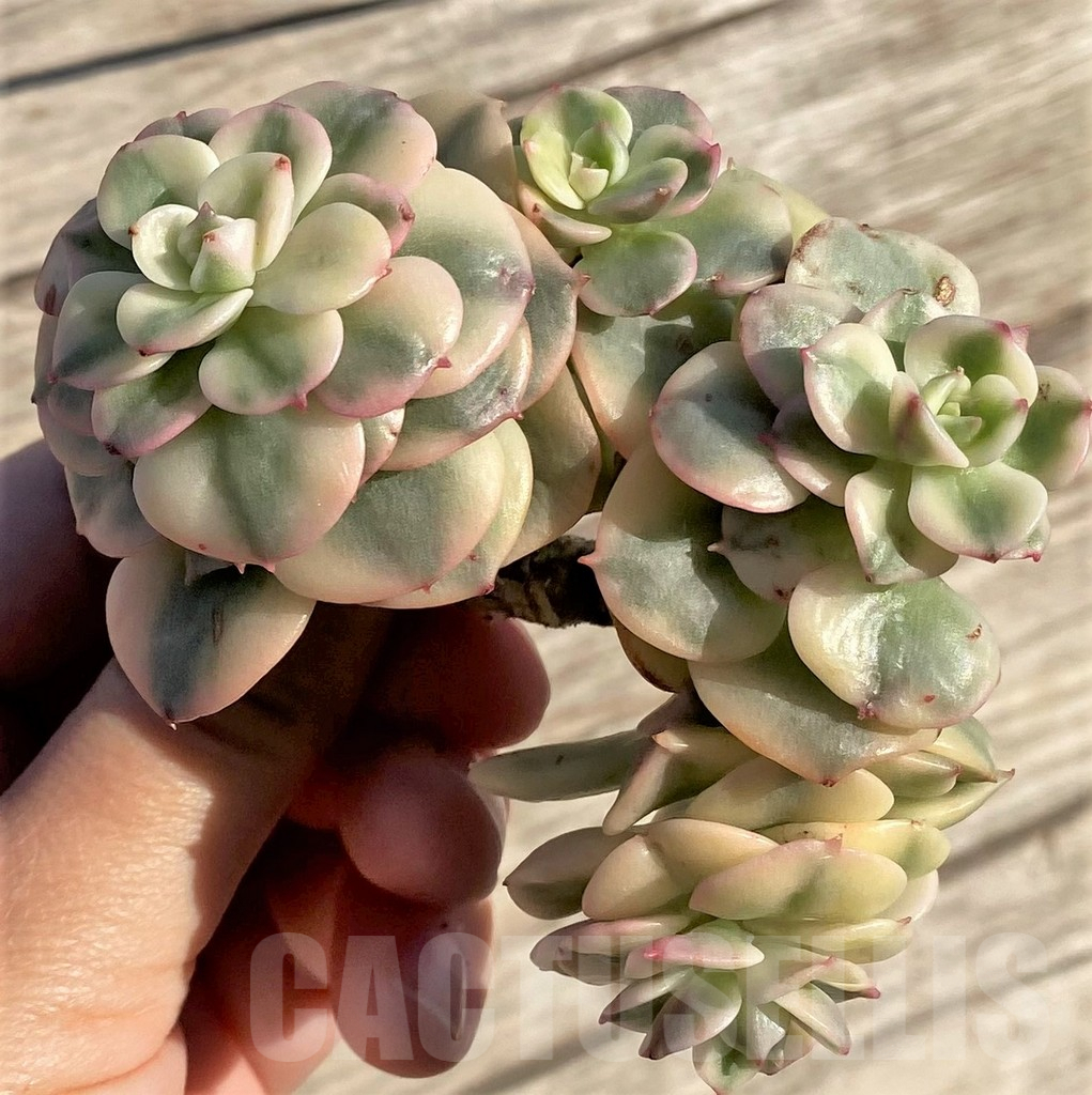 echeveria Leather Switiching work JKT　０ DA02B757-9AEF-4FE6-A10E-