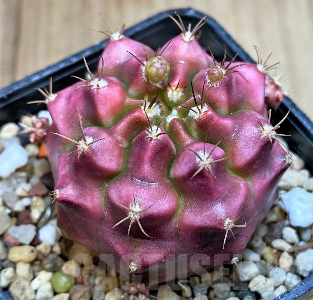 SH2534 Gymnocalycium mihanovichii ‘Kongjak’ seedling