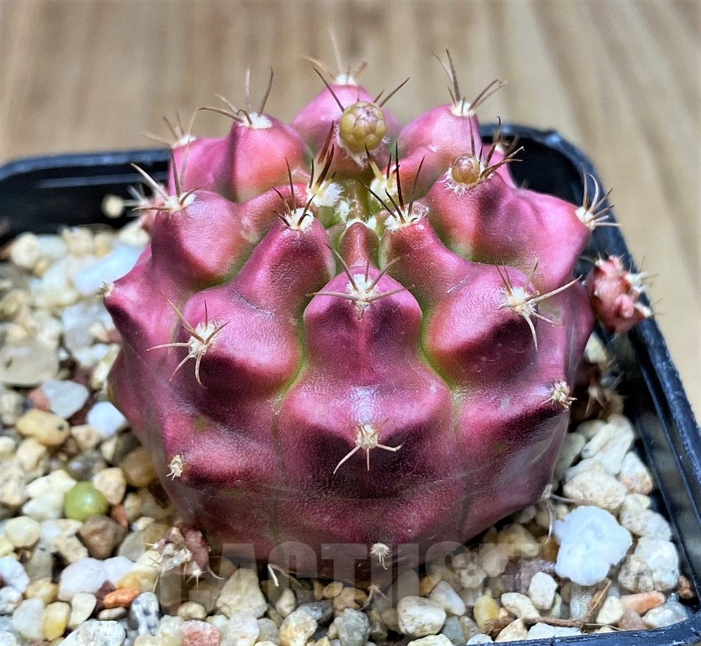 SH2534 Gymnocalycium mihanovichii ‘Kongjak’ seedling - Obrázek 2