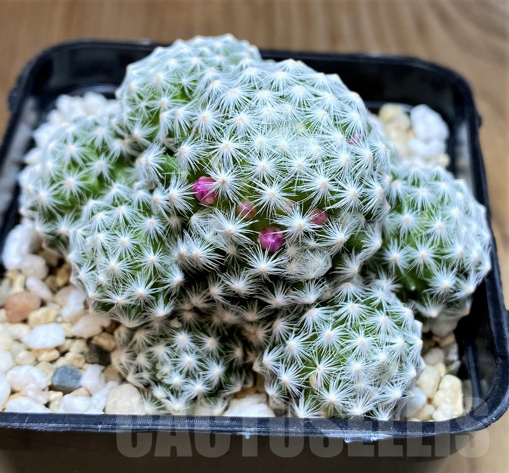 SH2535 Mammillaria humboldtii