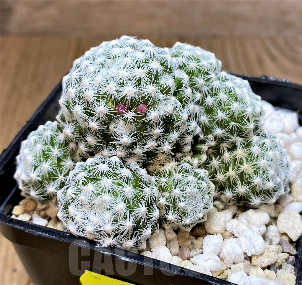 SH2535 Mammillaria humboldtii - Image 2
