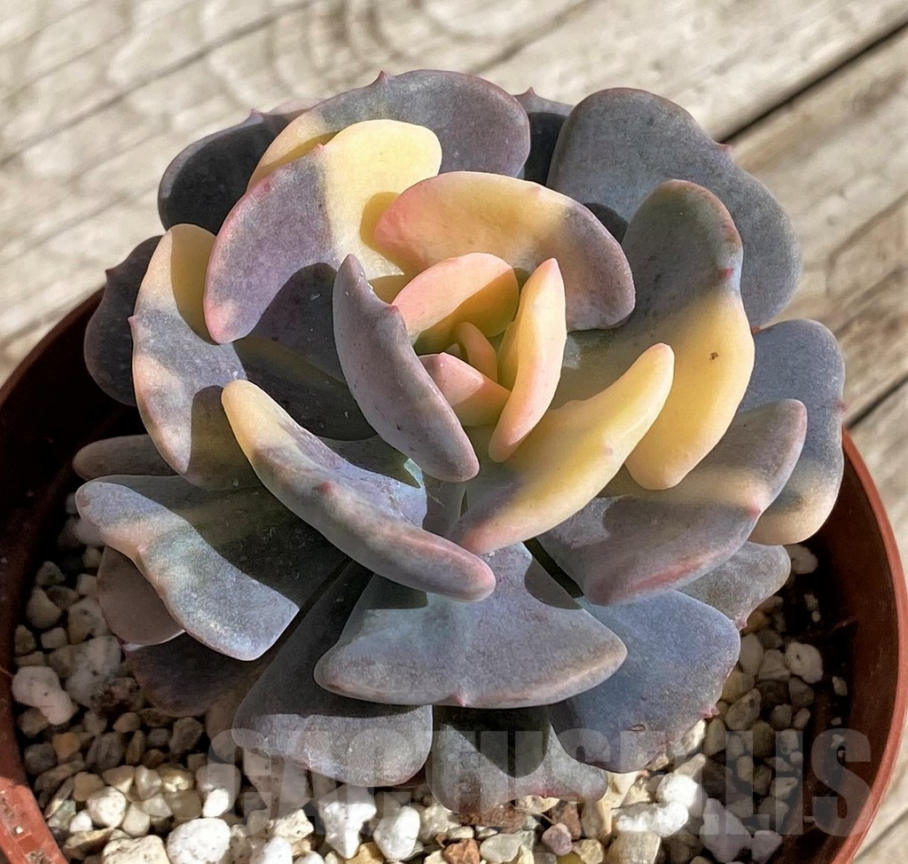 SH2550 Echeveria ‘Snow Elf’ f. variegata - Image 2