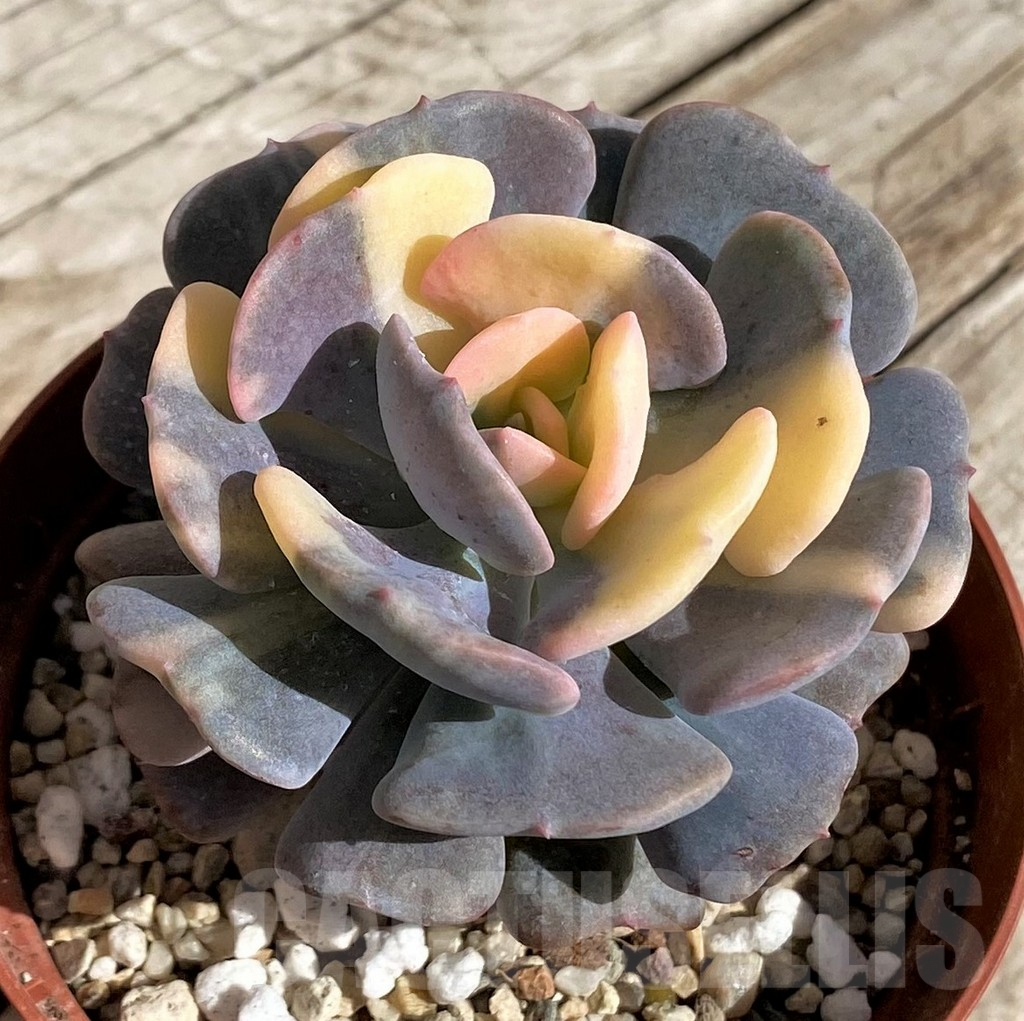 SH2550 Echeveria ‘Snow Elf’ f. variegata