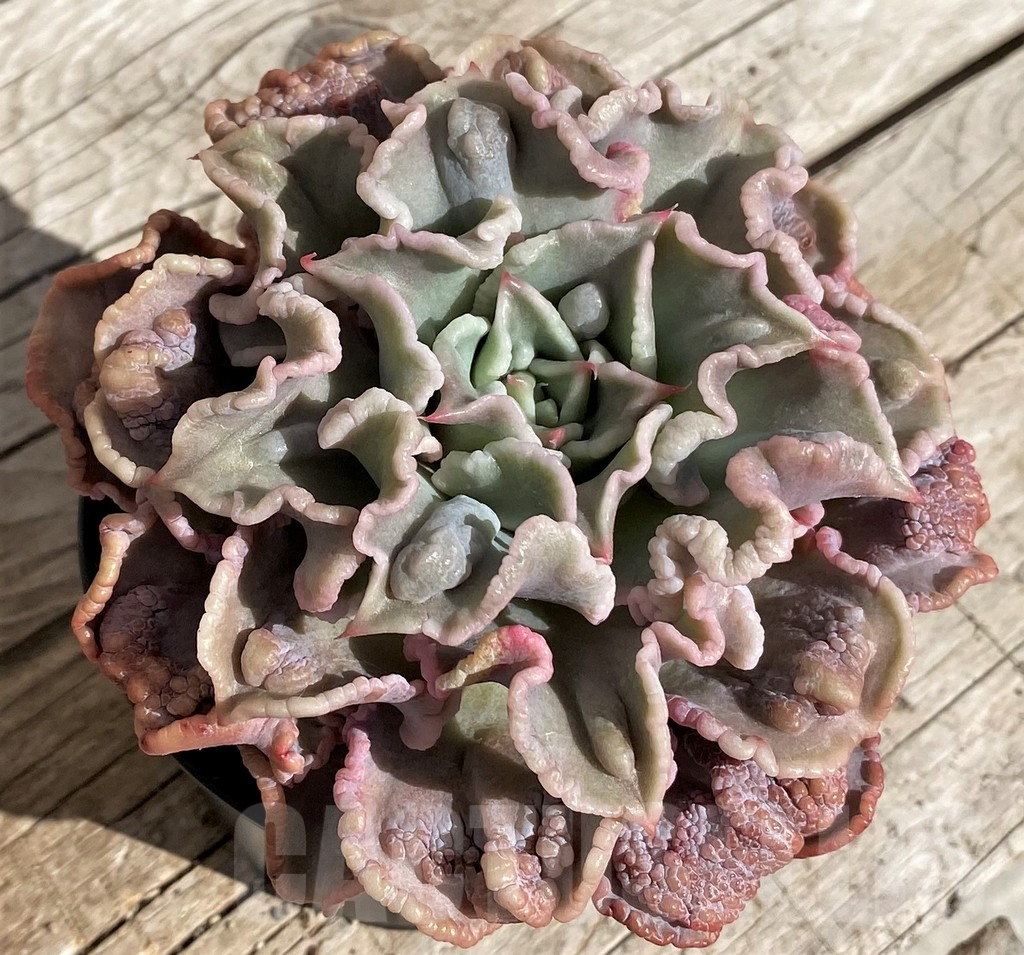 SH2552 Echeveria 'Madiba Tumors'