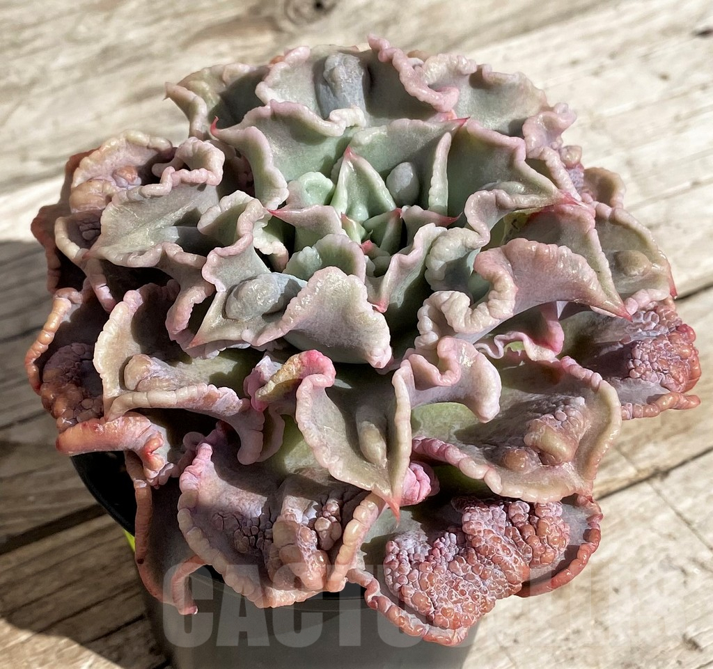 SH2552 Echeveria 'Madiba Tumors' - Image 2