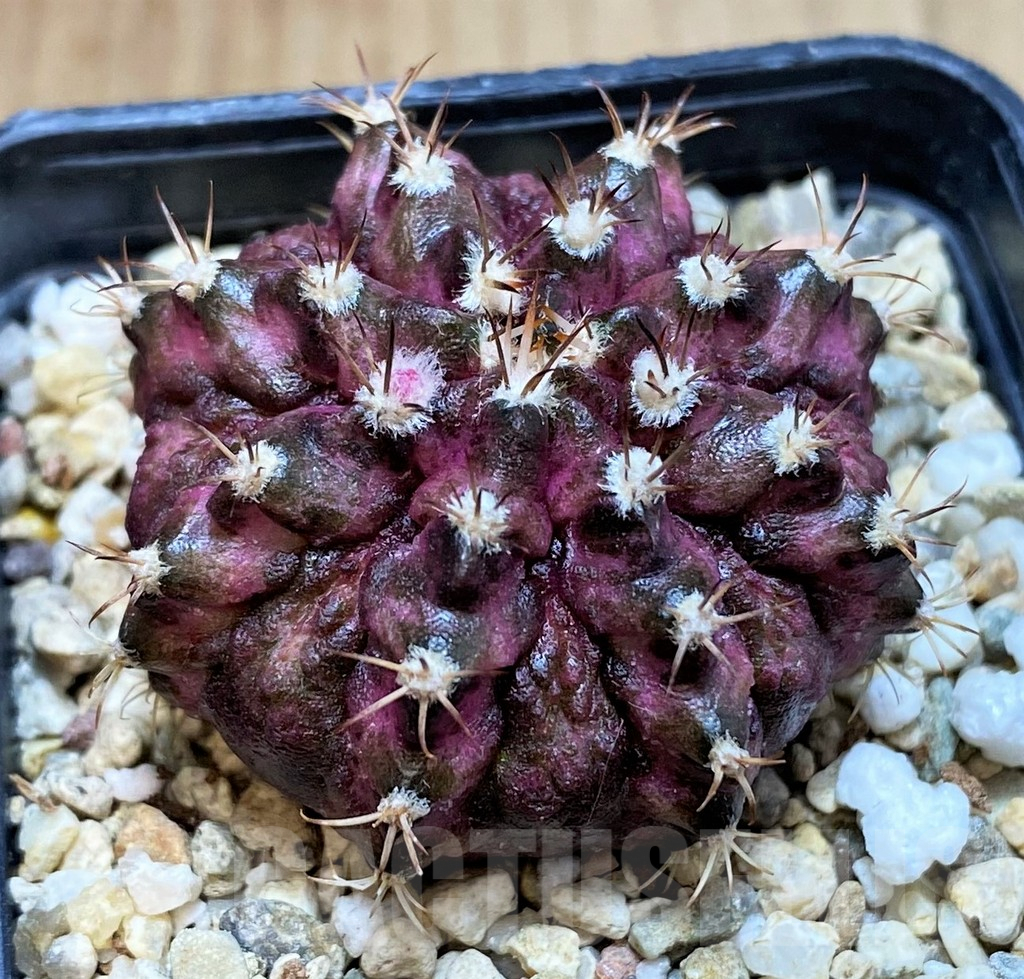 SH3437 Gymnocalycium mihanovichii T-rex seedling
