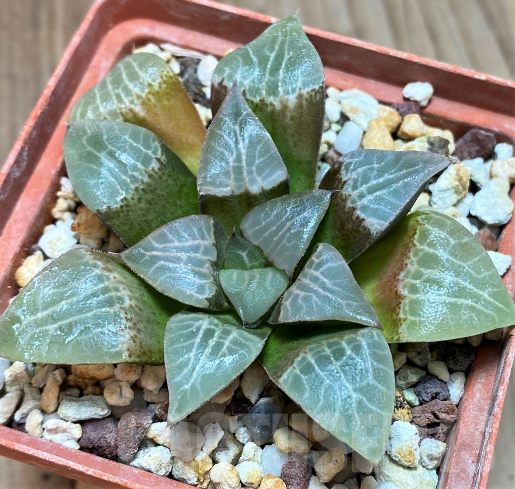 SH3391 Haworthia comptoniana VVG9 x bayeri -Japan- - 画像 (2)