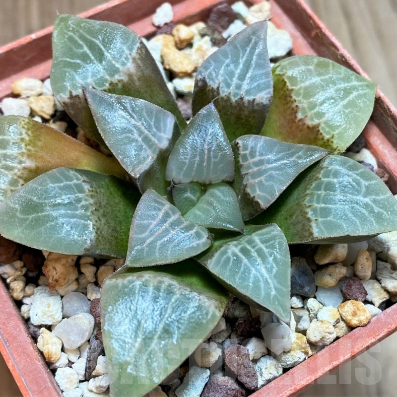 SH3391 Haworthia comptoniana VVG9 x bayeri -Japan-