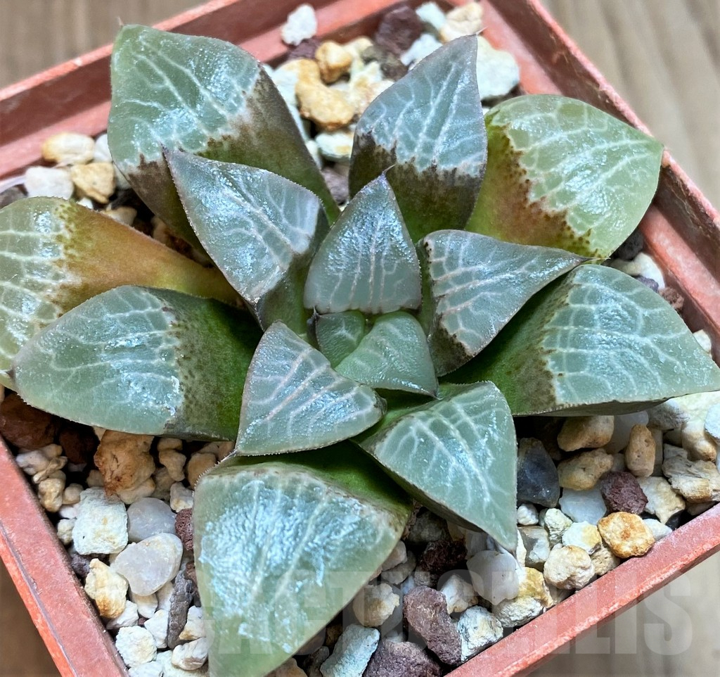 SH3391 Haworthia comptoniana VVG9 x bayeri -Japan-