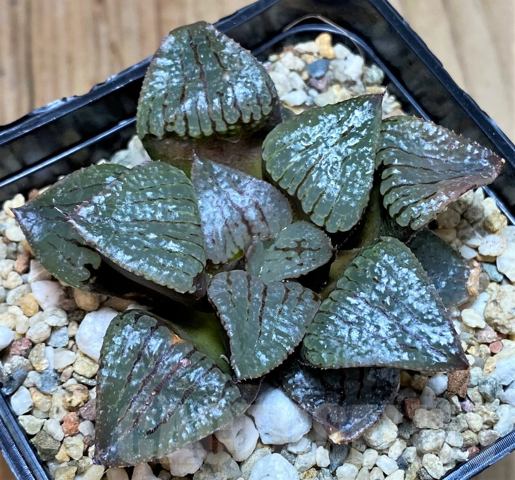 SH3392 Haworthia springbokvlakensis 'Cantaloupe Island' - immagine 2