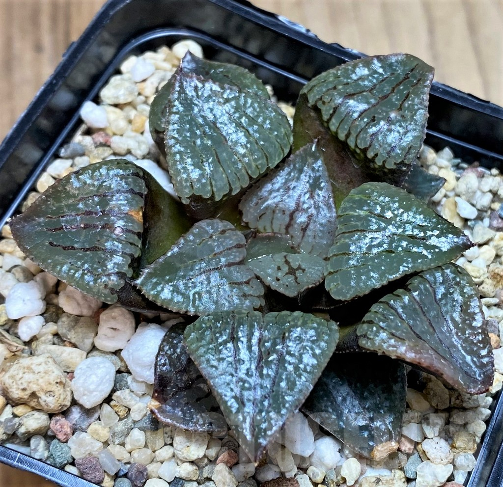 SH3392 Haworthia springbokvlakensis 'Cantaloupe Island'