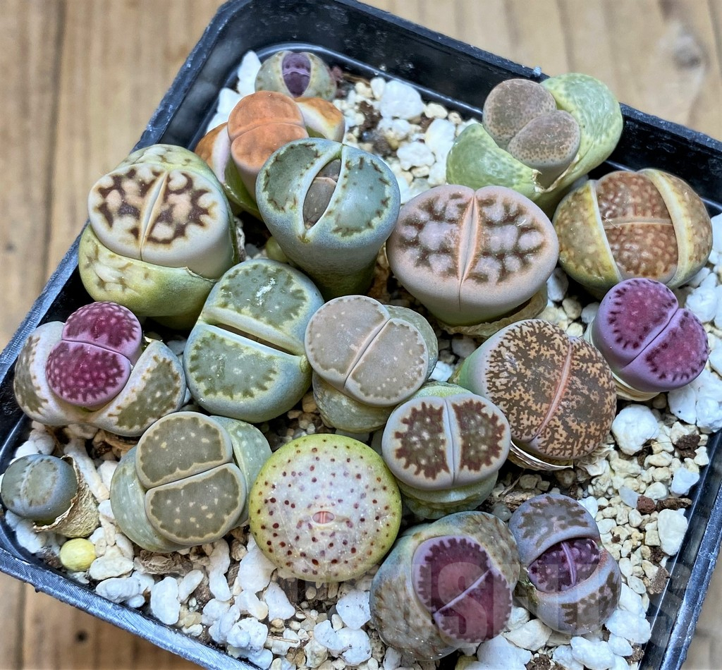 SH3722 Lithops mix - Obrázek 2