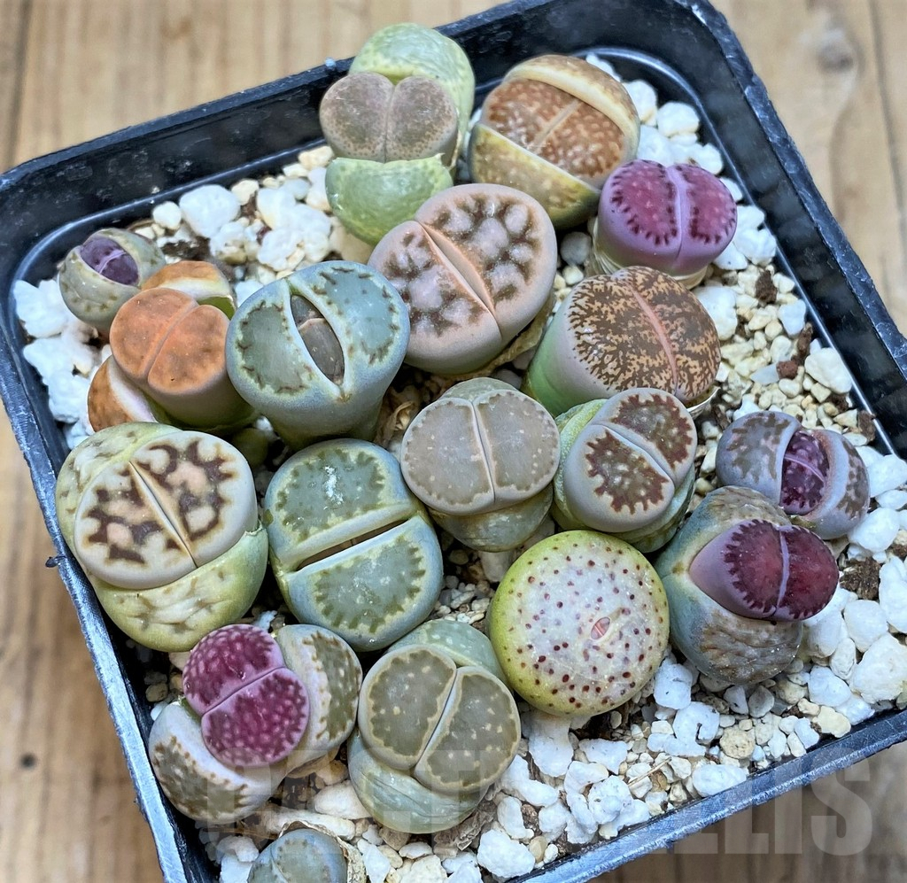 SH3722 Lithops mix