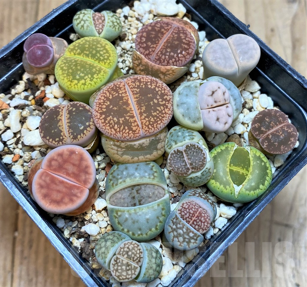 SH3726 Lithops mix